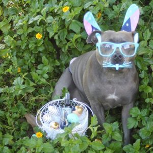 Chocmint Paddlepup